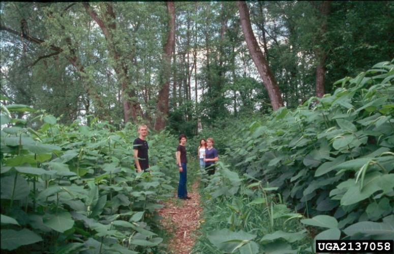 Giant knotweed: plants can grow to over 12 feet tall.