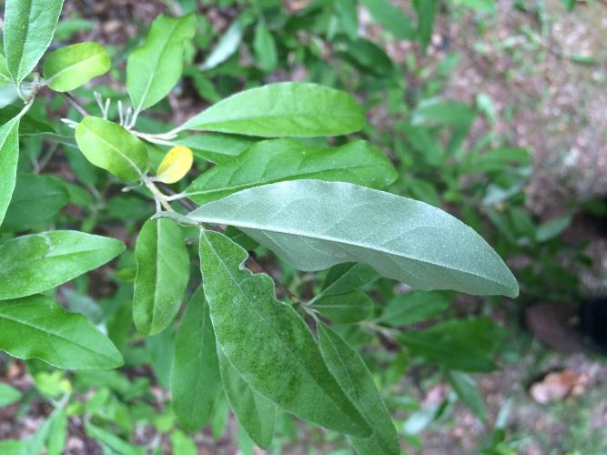 Autumn olive: alternate long oval leaves, with silvery undersides, and slight wave to the edge.