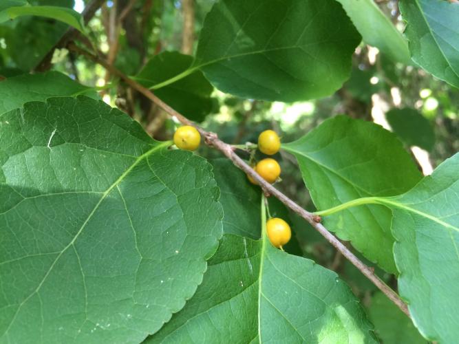 Asiatic bittersweet: small globose fruits are green when young; ripen to yellow; then split to reveal showy, scarlet berries that persist into winter.