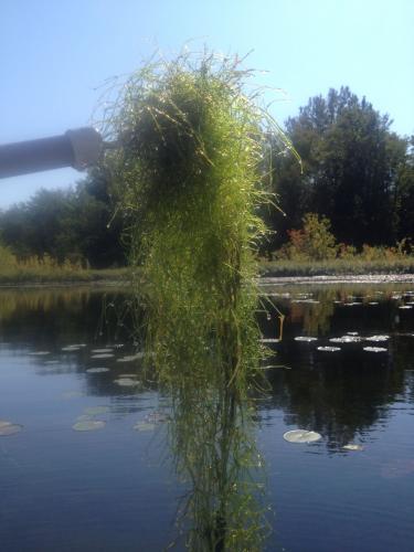 Clump of starry stonewort