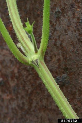 Japanese hop: stems have small prickles.