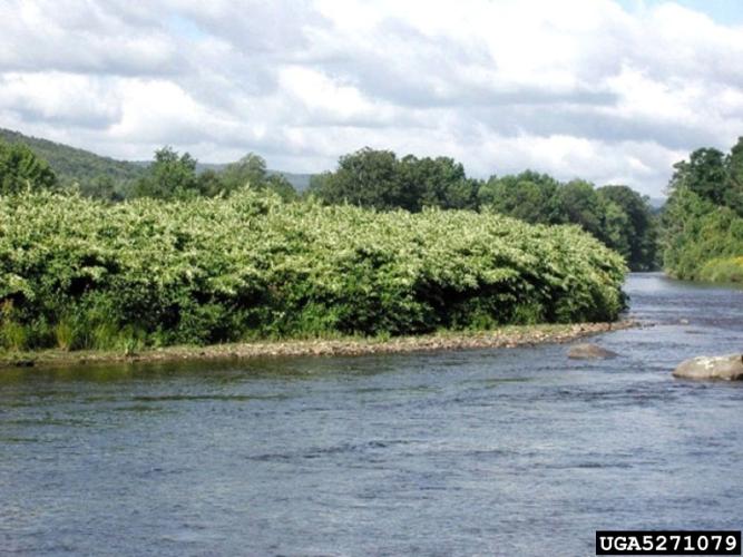 Japanese knotweed: infestation.