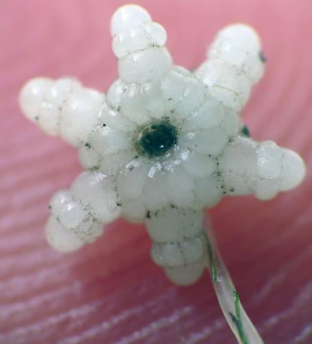 View of the star-shaped bulbil that gives the plant its name