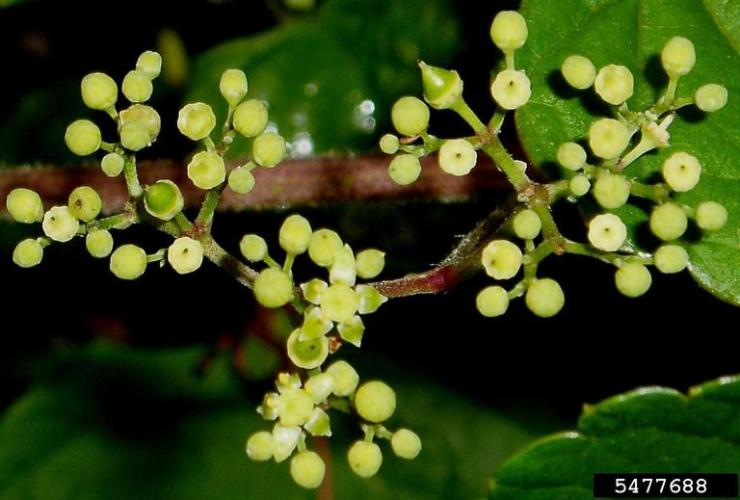 Porcelain berry: inconspicuous flowers (white to green) develop in small clusters.