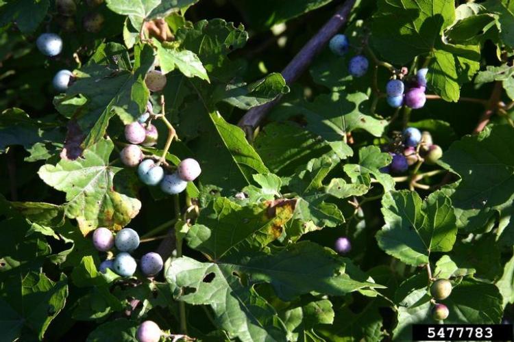 Porcelain berry: fruits are small berries that range from yellow to purple to blue in color.