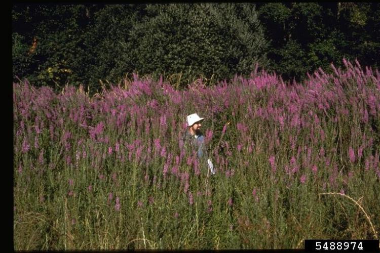 Purple loosestrife: infestation.