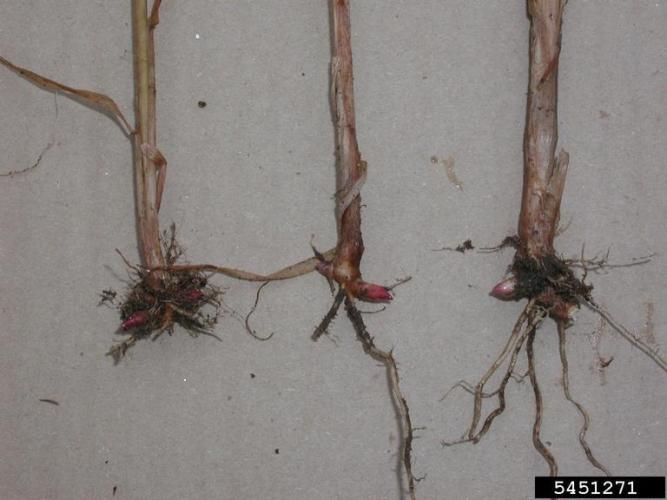 Reed canary grass: reddish rhizomes near the soil surface.