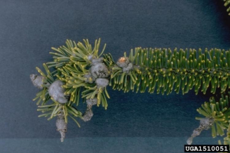 Balsam woolly adelgid: swelling around buds and branch nodes.