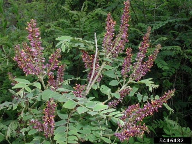 False indigo: flowers are slender spikes at the ends of the twigs.