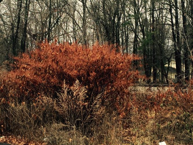 Japanese knotweed: stalks in winter.