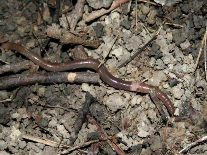 Jumping Worm:clitellum (the ring of lighter-colored tissue around the body near the head) is cloudy-white to gray; completely encircles the body. Its surface is smooth and flush with rest of body.