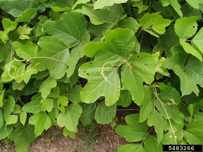 Kuzdu: leaves are alternate, compound, have three leaflets