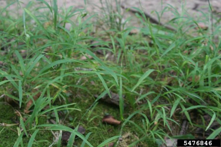 Look-alike: white cutgrass (Leersia virginica), native plant, has distinctly longer leaves and shorter spikelets.