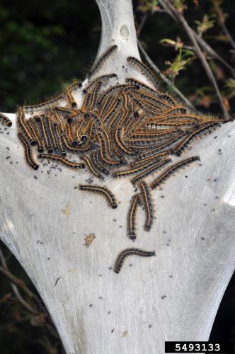 Look-alike: Eastern Tent Caterpillar