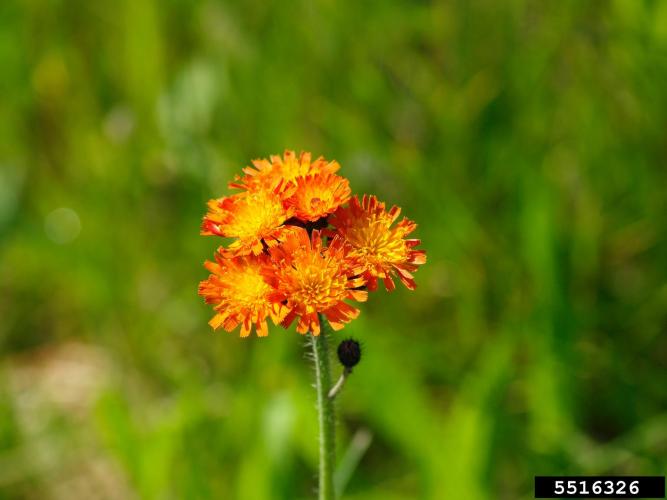 Look-alike: orange hawkweed (Hieracium aurantiacum), non-native, has orange-red ray flowers.