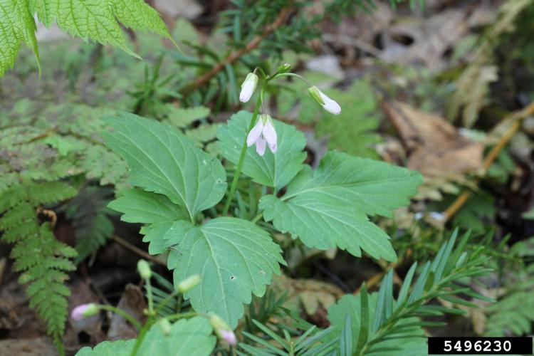 Look-alike: toothwort (Cardamine concatenata).