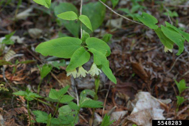 Look-alike: American honeysuckle has yellow tubular flowers, leaves can be hairy, and has a solid, white pith. This plant is native.