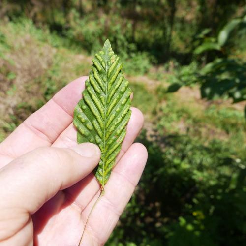 Look-alike: erineum patch from eriophyid mites on upper leaf surface of American beech leaves