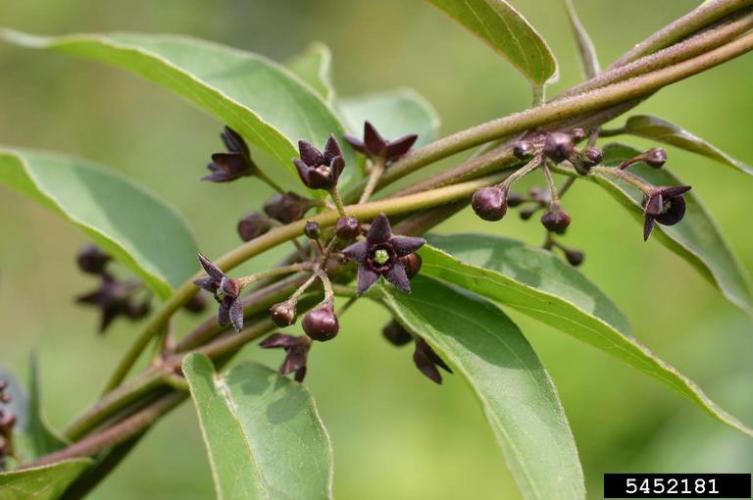 Look-alike: black swallowwort (also an invasive species) has oval leaves and dark blue/purple flowers.