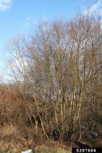 Look-alike: grey alder (Alnus incana), native to North America.