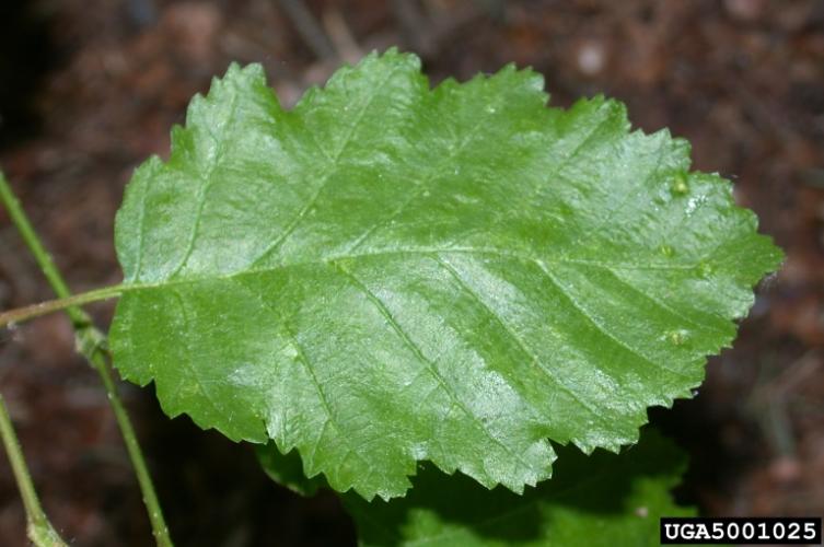 Look-alike: grey alder (Alnus incana), native to North America.