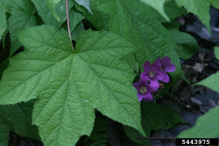 Lookalike: purple flowering raspberry