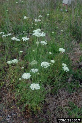 Look-alike: queen Anne's lace (Daucus carota).