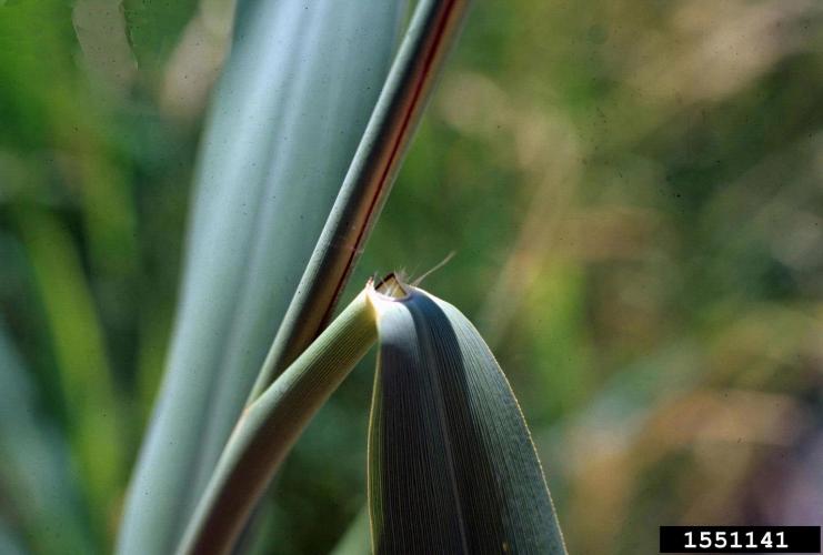 Common reed: stem and sheath.