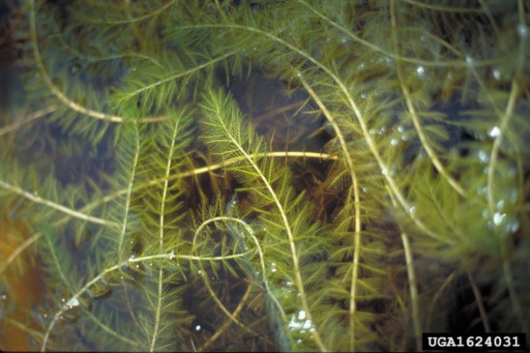 Eurasian Watermilfoil at Surface (Allison Fox)