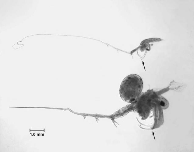 View of a spiny waterflea under a microscope