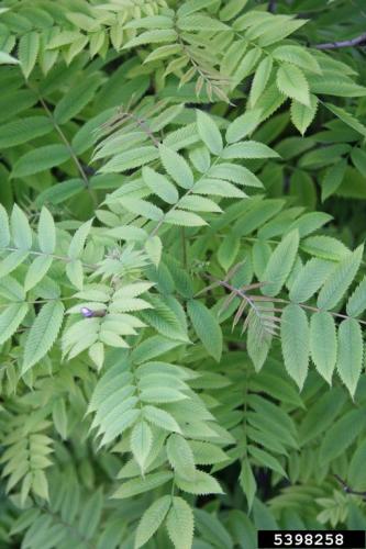 False spiraea: leaf blade is compound, made up of two or more discrete leaflets, there is one leaf per node along the stem, the edge of the leaf blade has teeth.