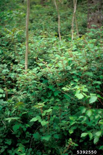 Wineberry: infestation