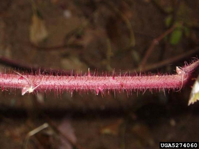 Wineberry stem: fine red hairs that grow densely on its stems (and flowers) causing a reddish hue to the plant