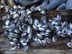 Zebra mussels can quickly attach to and populate all hard surfaces found on a lake bottom