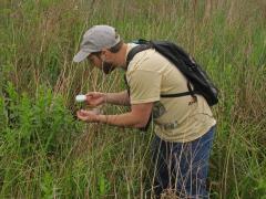 Beetles released onto purple loosestrife plants