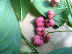 Euonymus europaeus has orange arils with pink capsules