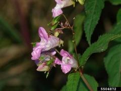 Impatiens glandulifera flower