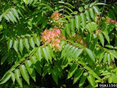 Tree of heaven leaves 