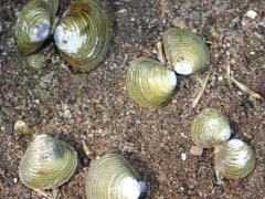 Freshwater golden clam